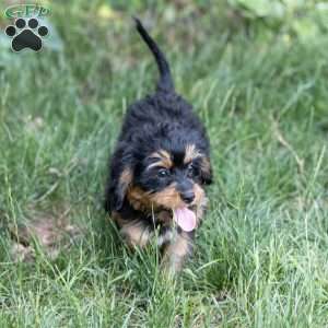 Gail, Bernedoodle-Munchkin Puppy